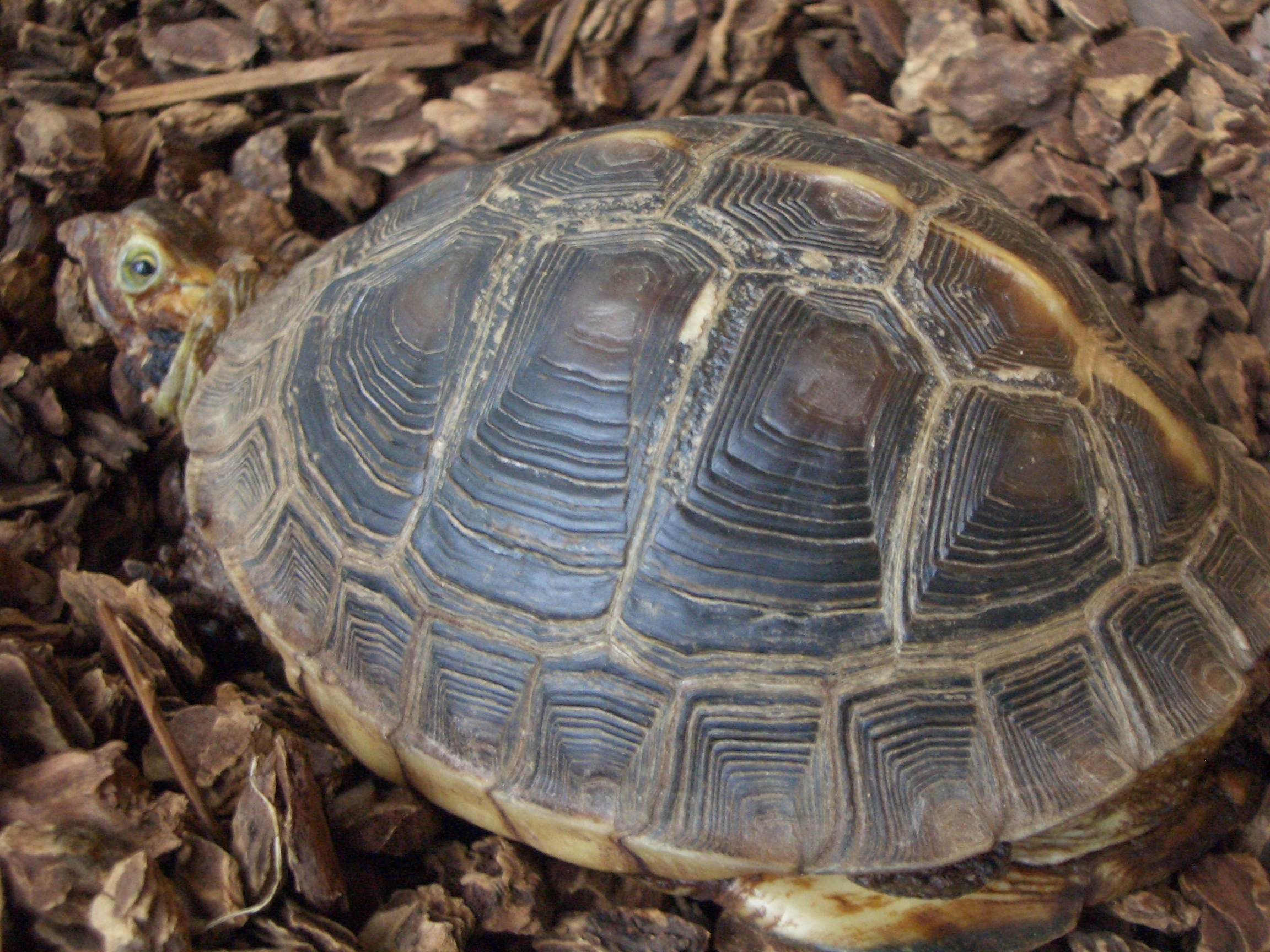 Yellow-margined Box Turtle media - Encyclopedia of Life