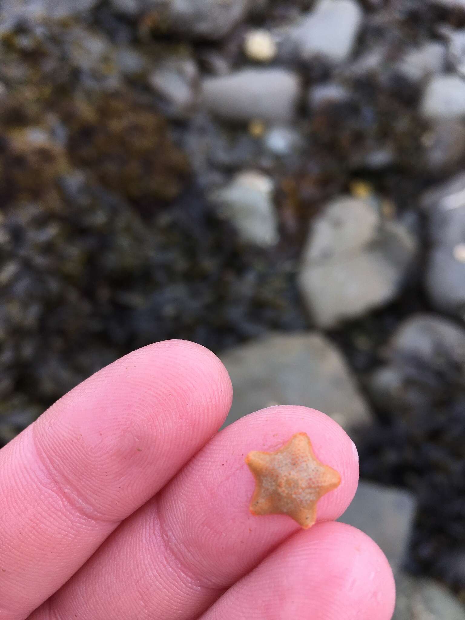 Image of cushion star