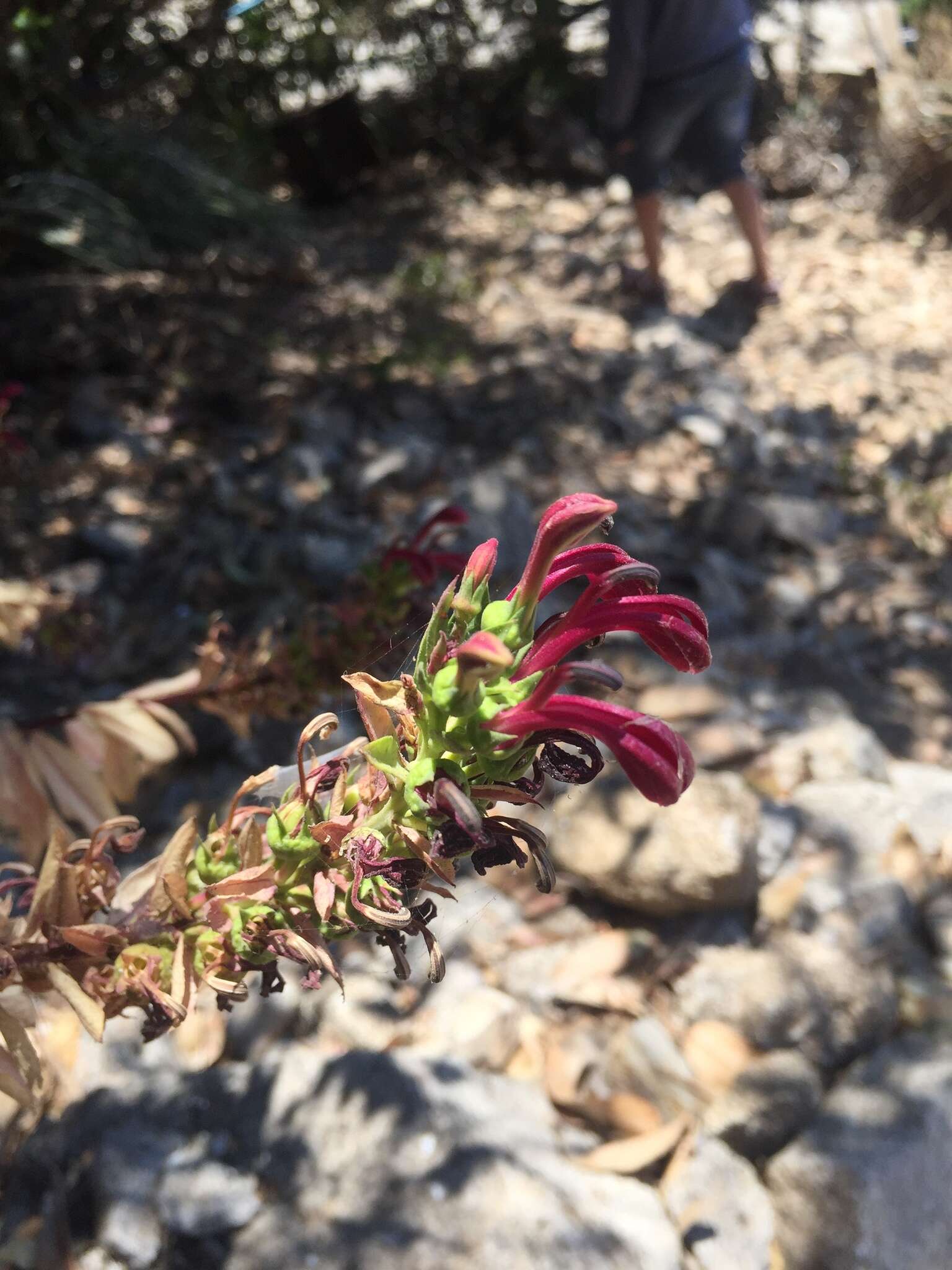 Image de Lobelia polyphylla Hook. & Arn.