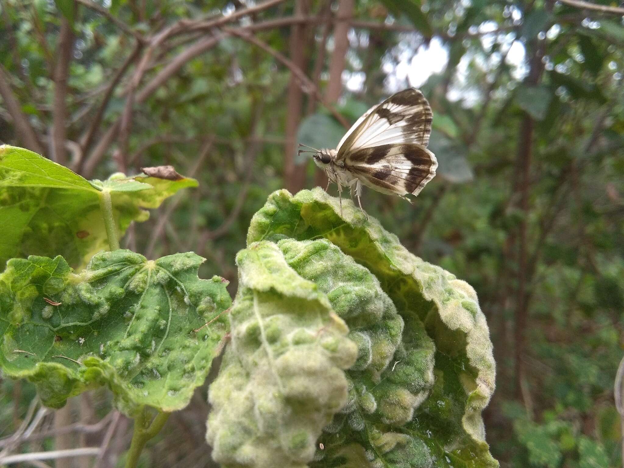 Image of Turk's-Cap White-Skipper