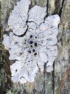 Image of California thelomma lichen