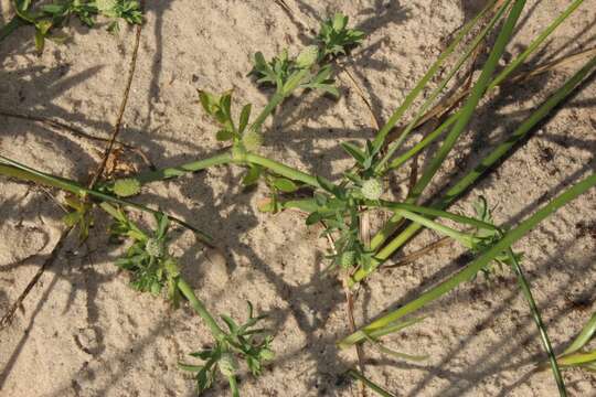 Image de Eryngium divaricatum Hook. & Arn.