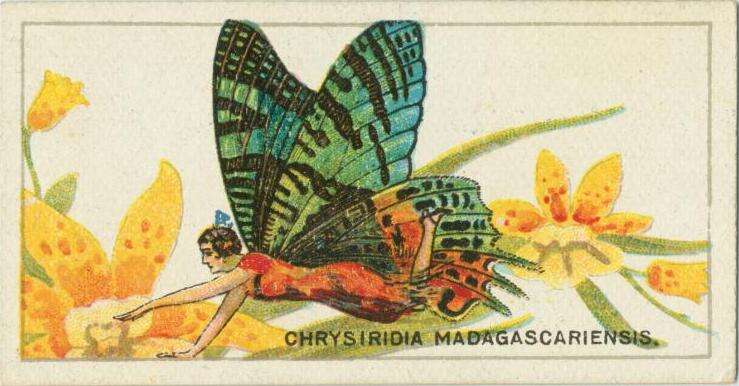 Image of Madagascan Sunset Moth