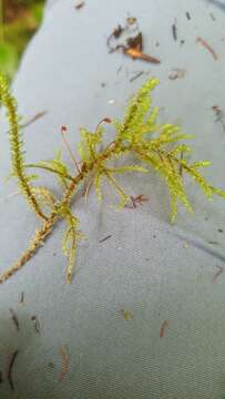 Image of loeskeobryum moss