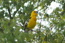 Image of Golden Grosbeak