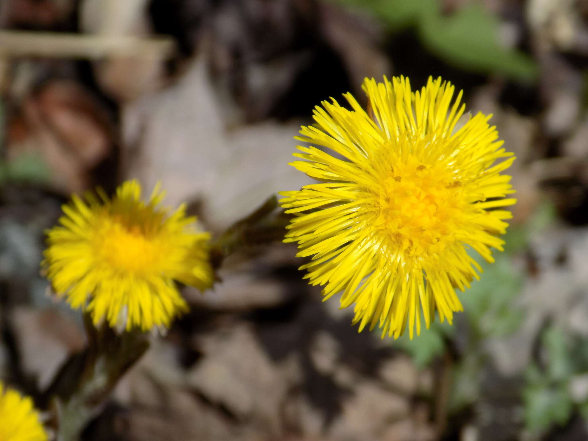 Image of coltsfoot