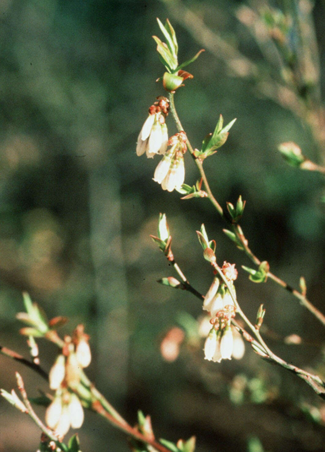 Image of Elliott's blueberry