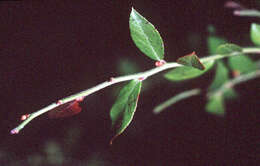 Image of Elliott's blueberry