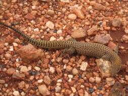 Image of ridge-tailed monitor