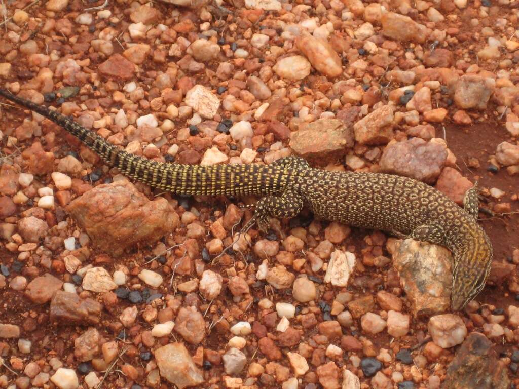 Image of ridge-tailed monitor