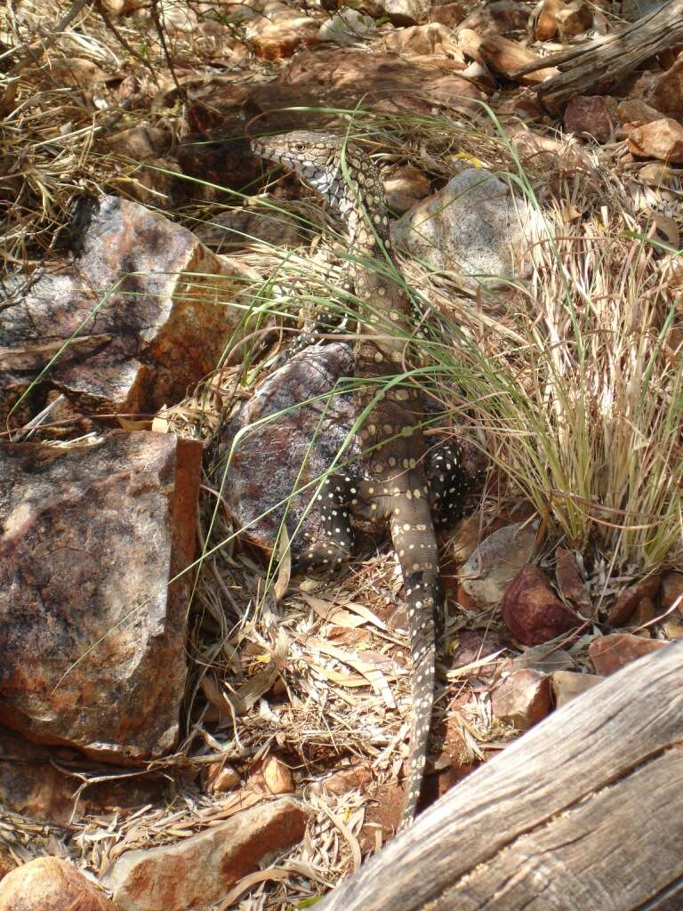 Image of Sand Monitor