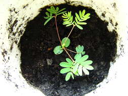 Image of Sensitive Plant