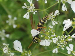 Image of Polistes associus Kohl 1898