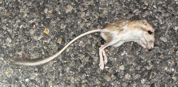 Image of Merriam's Kangaroo Rat