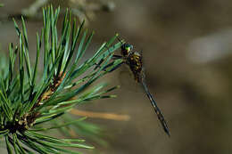 Image of Yellow-spotted Emerald