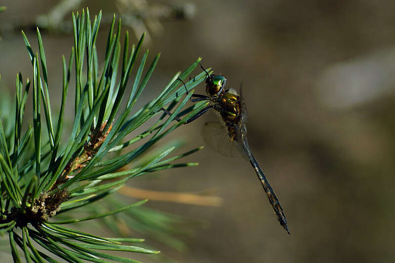 Image of Yellow-spotted Emerald