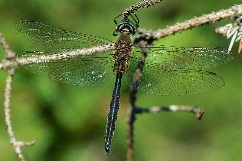 Image of Yellow-spotted Emerald