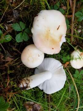 Image of Russula bicolor Burl. 1913