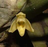 Image of Hidden orchid