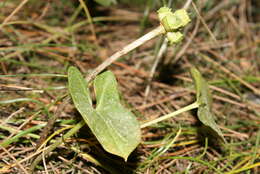 Image of Arisarum vulgare subsp. vulgare