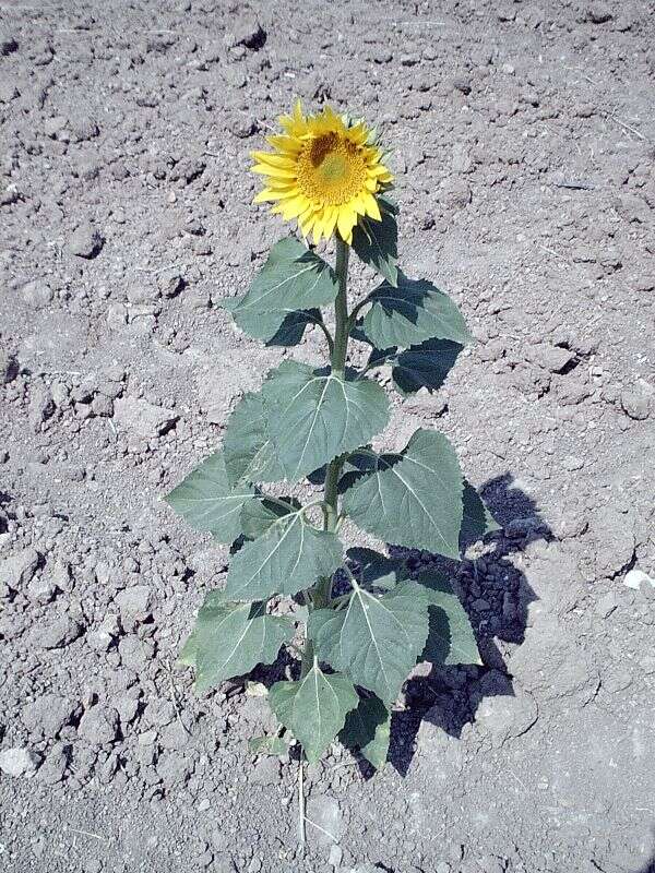 Image of common sunflower