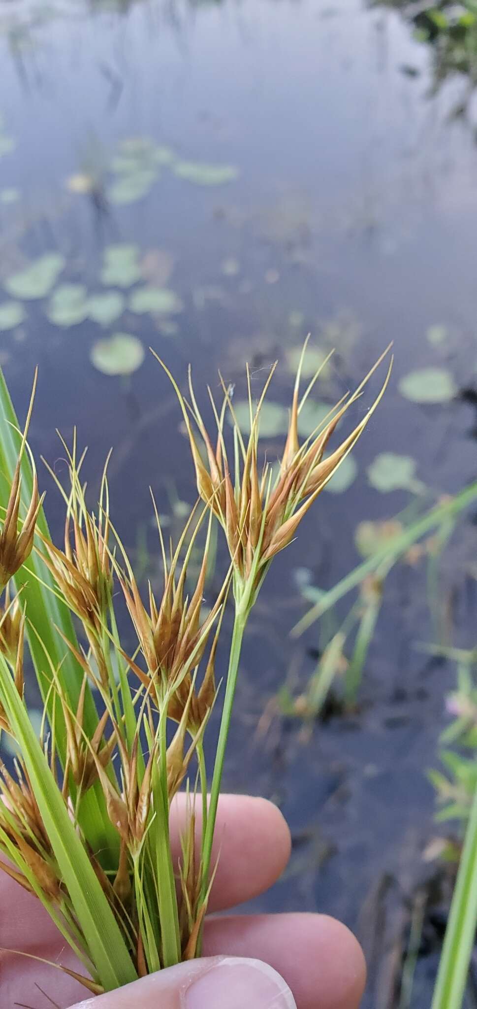 Plancia ëd Rhynchospora macrostachya Torr. ex A. Gray