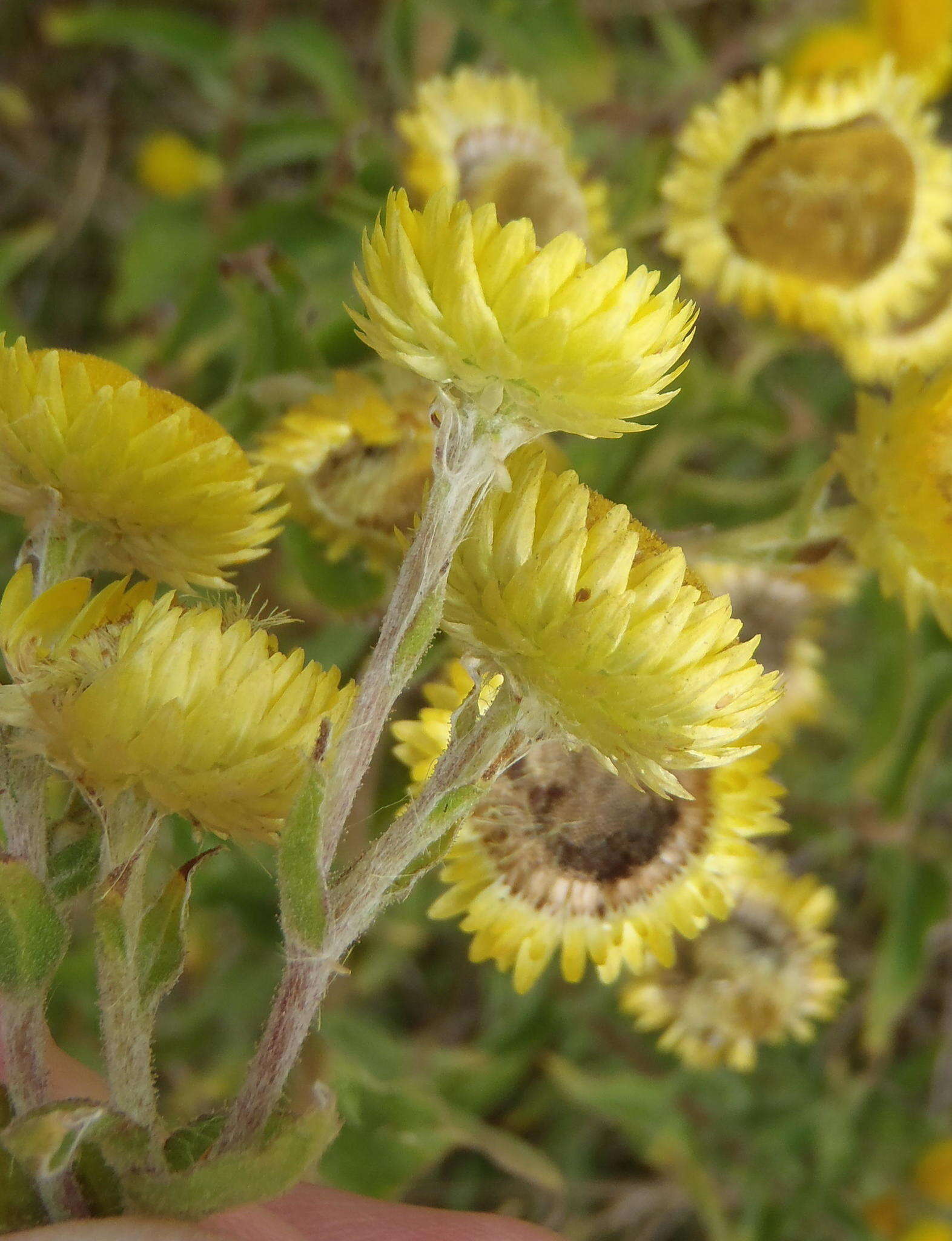 Image of <i>Helichrysum <i>foetidum</i></i> var. foetidum