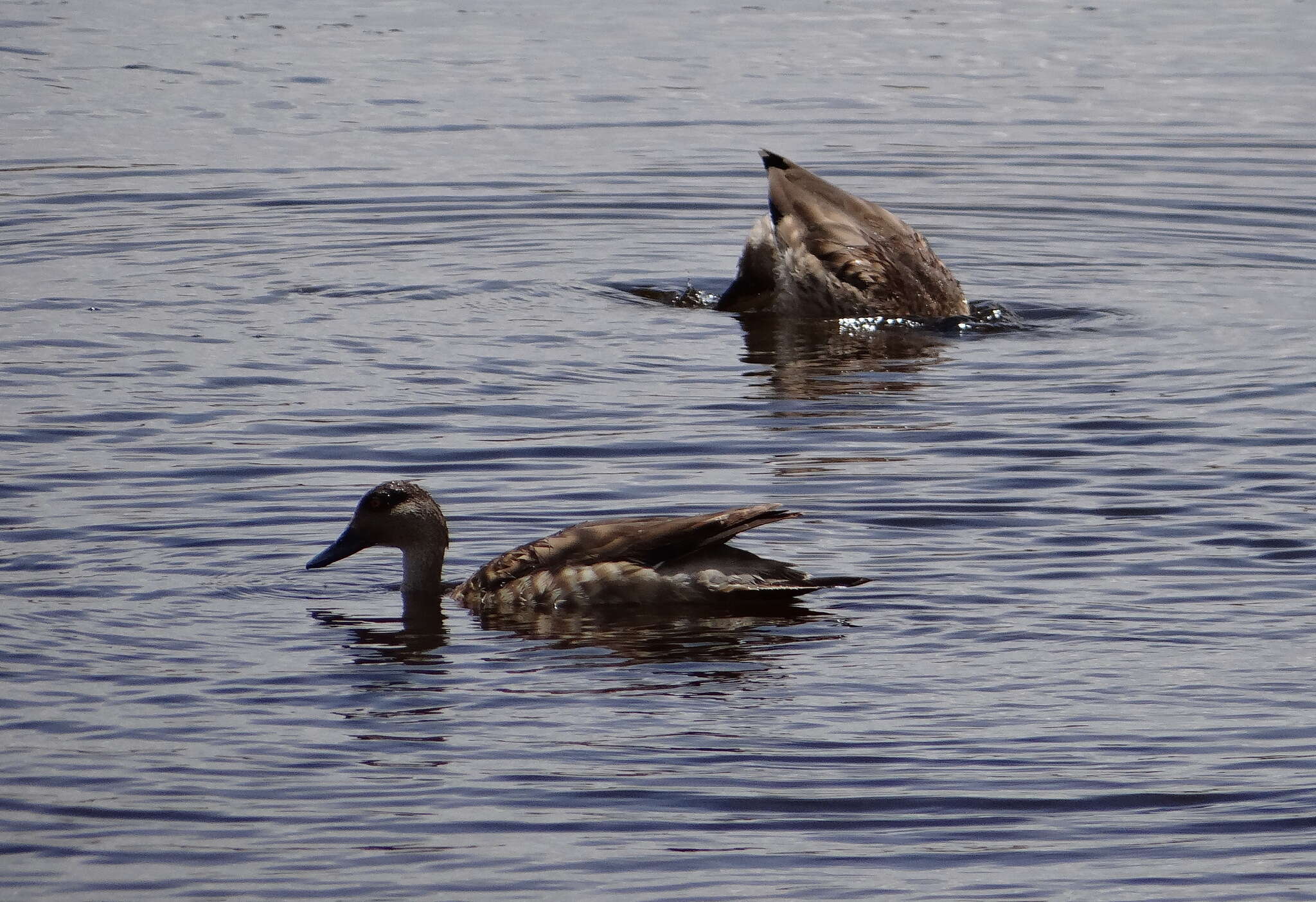 Image of Andean Crested Duck