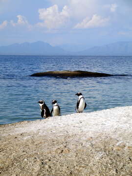 Image of African Penguin