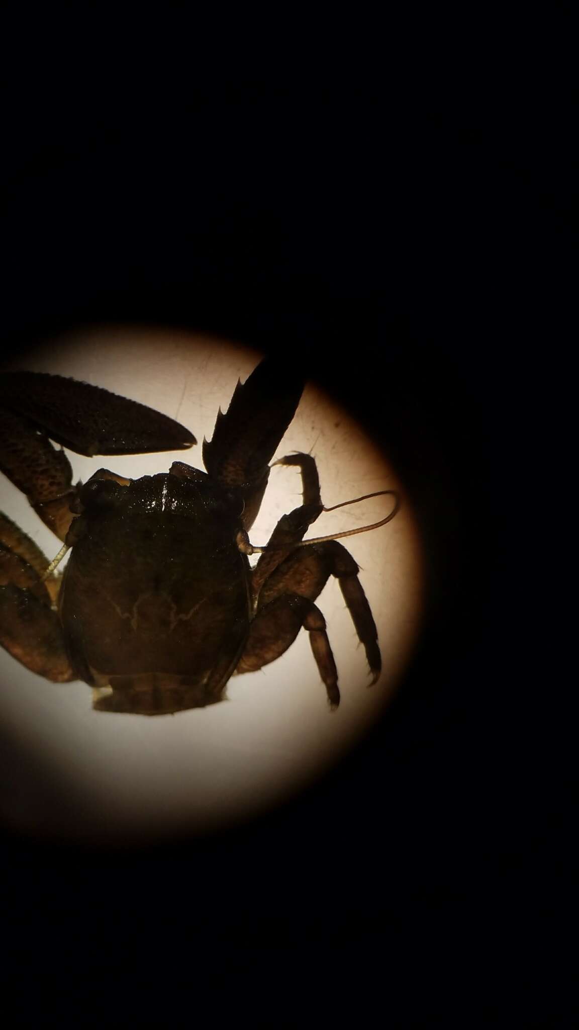 Image of green porcelain crab