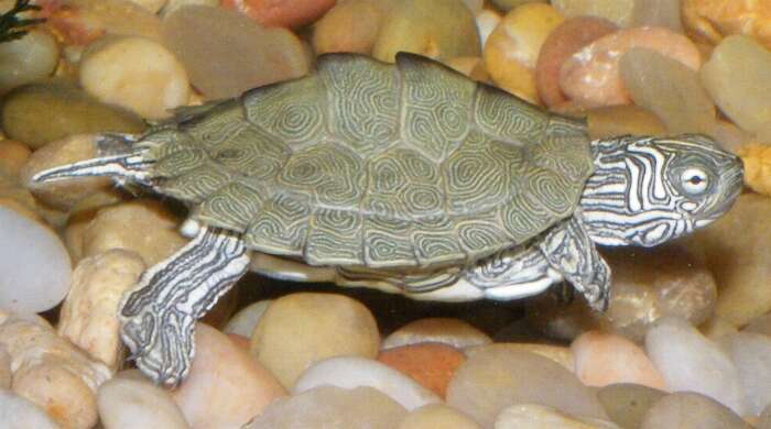 Image of Cagle's Map Turtle