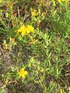 Image of straggling St. Johnswort