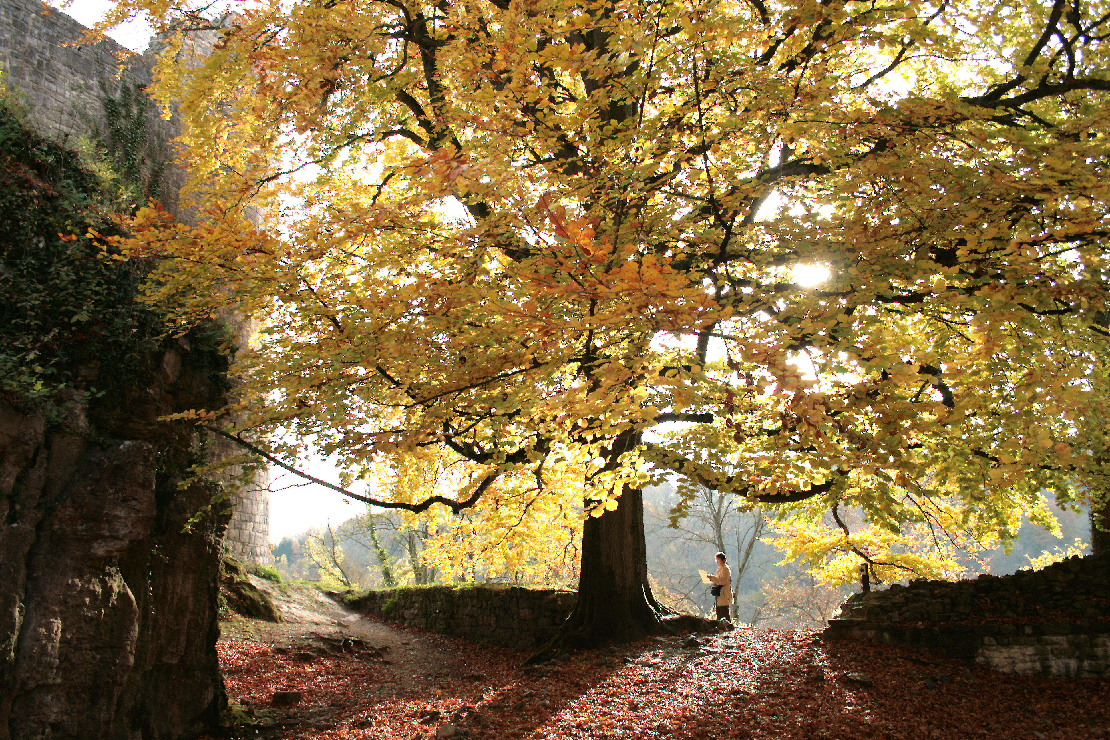 Image of European beech