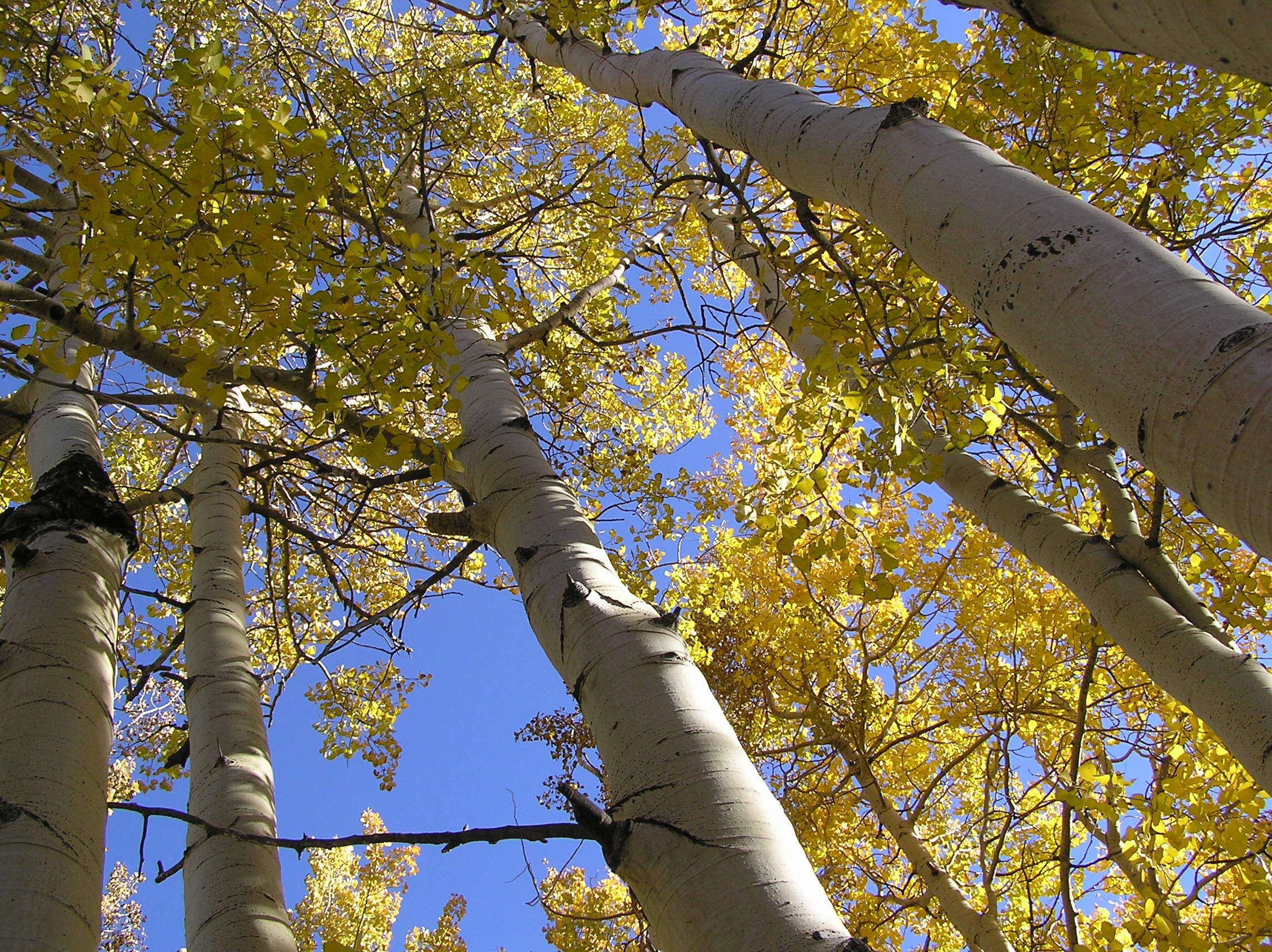 Image of quaking aspen