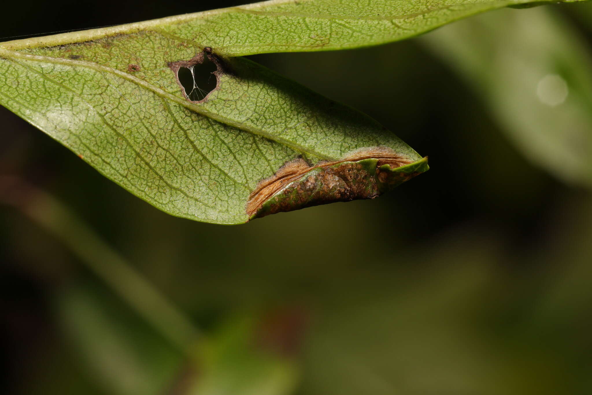 Image of Parornix anglicella (Stainton 1850)