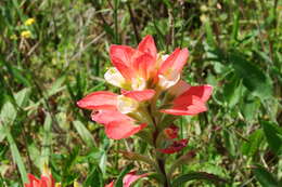 Image of entireleaf Indian paintbrush