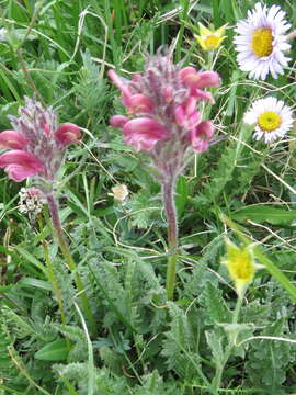 Imagem de Pedicularis cystopteridifolia Rydb.