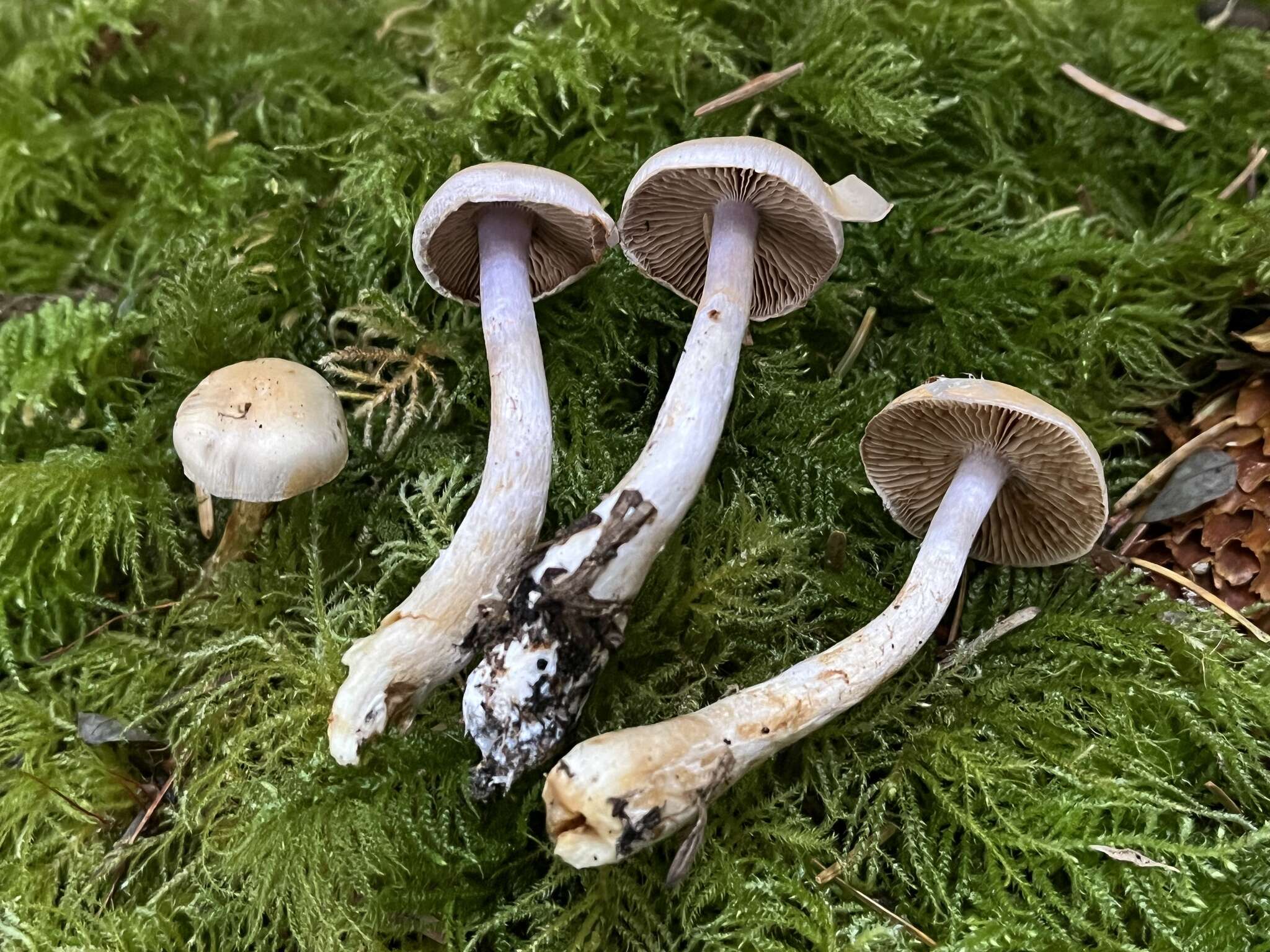 Image of Cortinarius oregonensis A. H. Sm. 1939