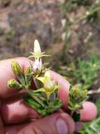 Image of wavyleaf blazingstar