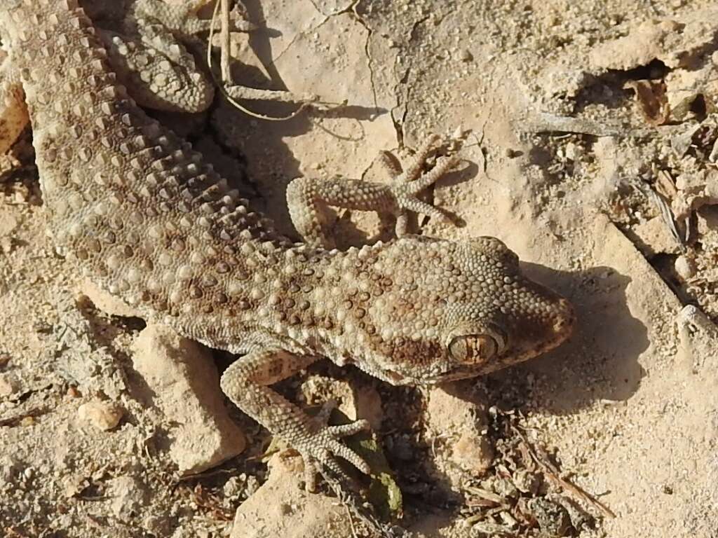 Image of Baiuch Rock Gecko