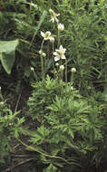 Image of candle anemone