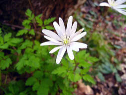 Image of blue anemone