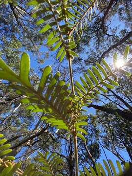 Image of Caley's grevillea