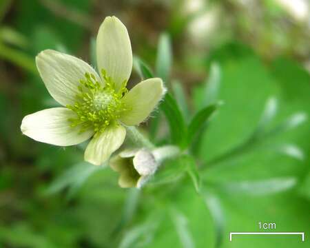 Image de Anemone multifida Poir.