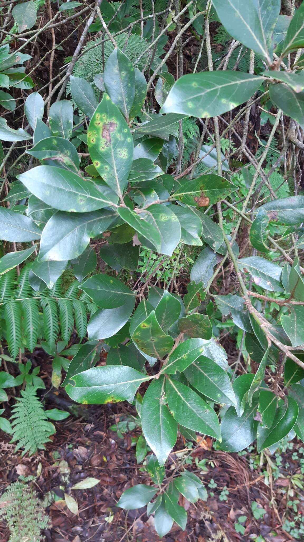 Image of Azores laurel