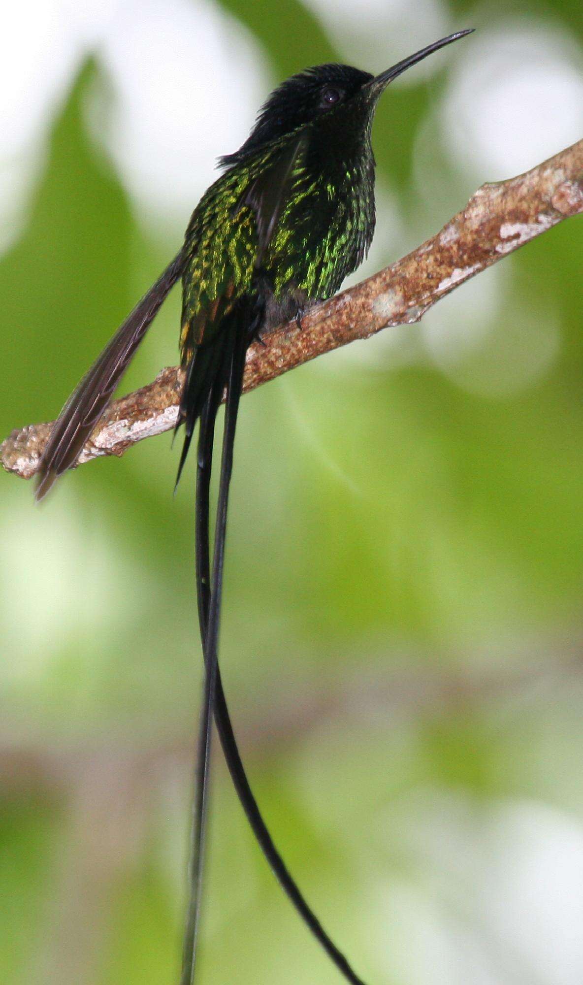 Слика од Trochilus scitulus (Brewster & Bangs 1901)