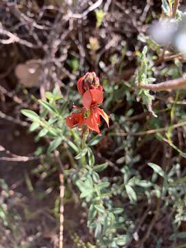 Image of Indigofera complanata Spreng.