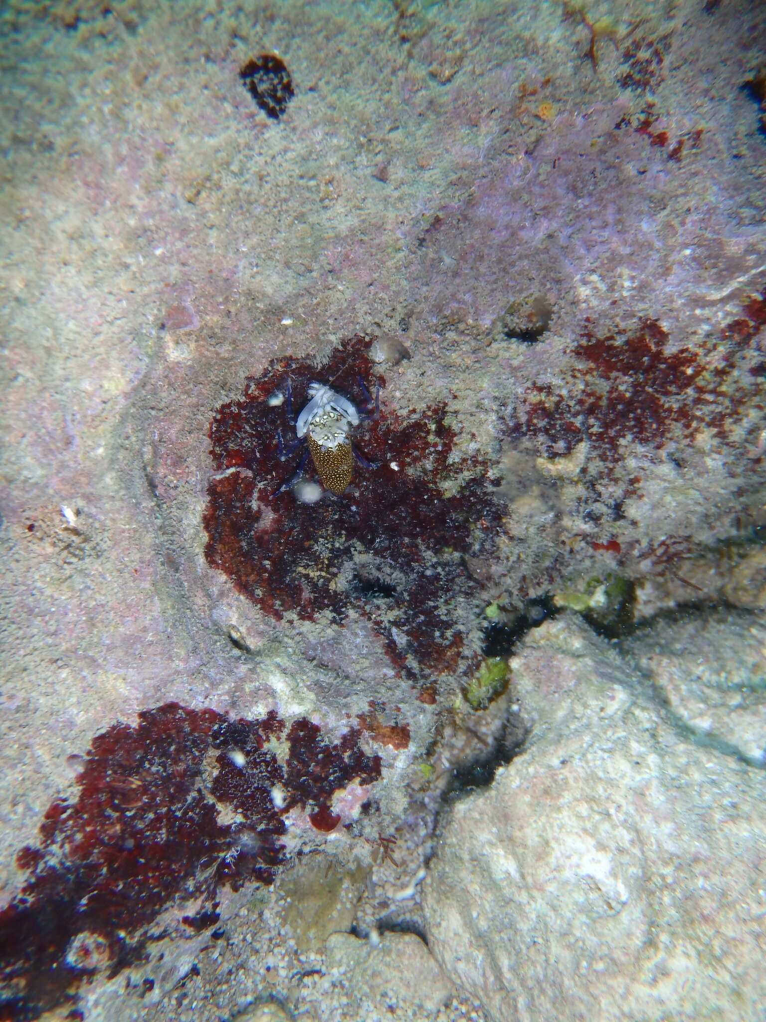 Image of golden-spotted shrimp