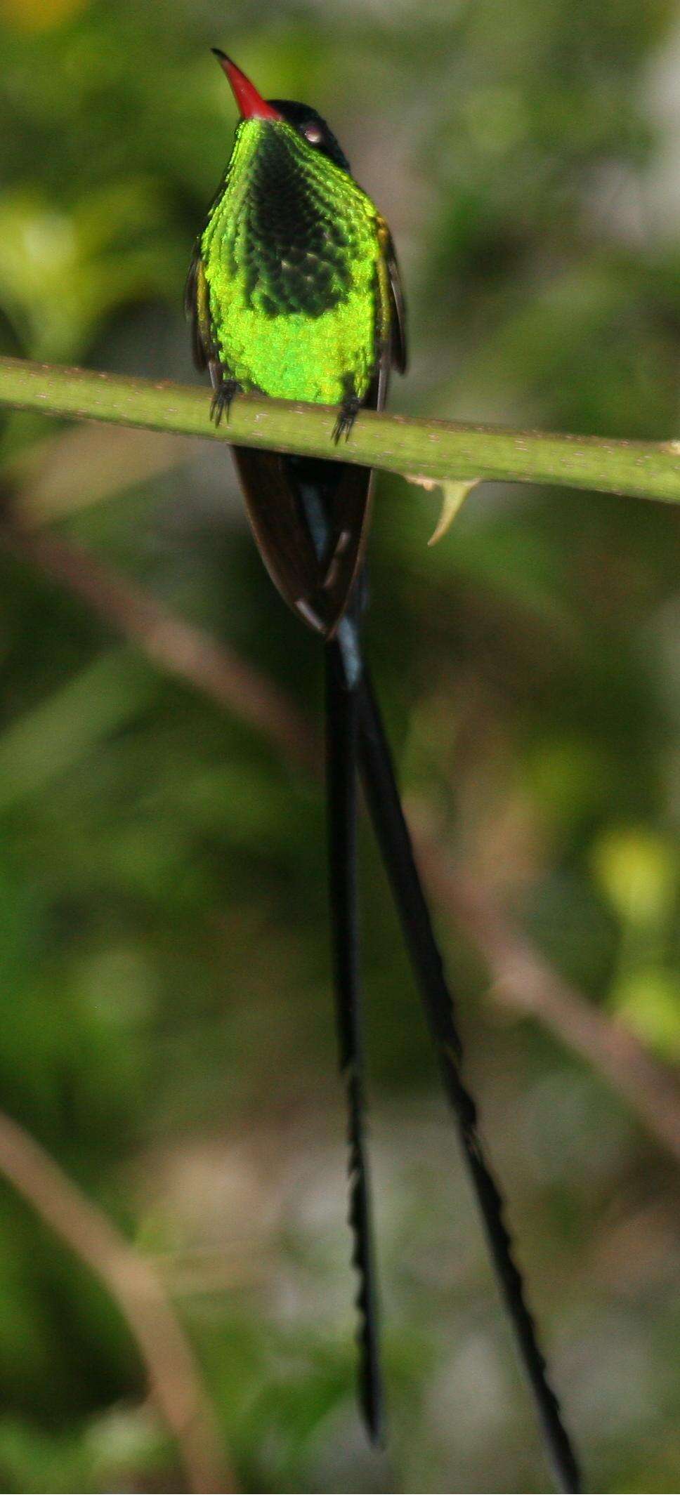 紅嘴長尾蜂鳥的圖片