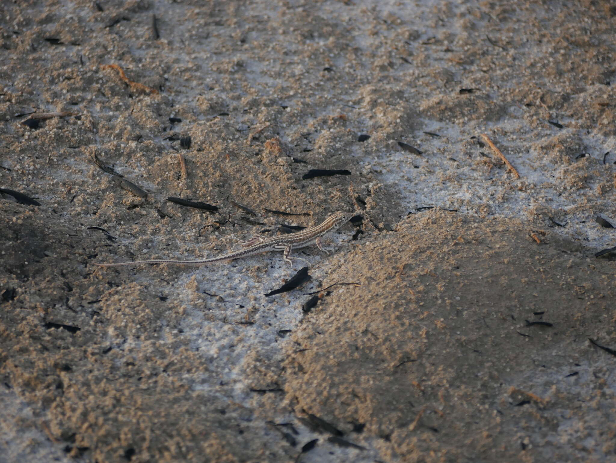 Image of Arnold's Fringe-fingered Lizard